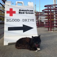Otto blood drive